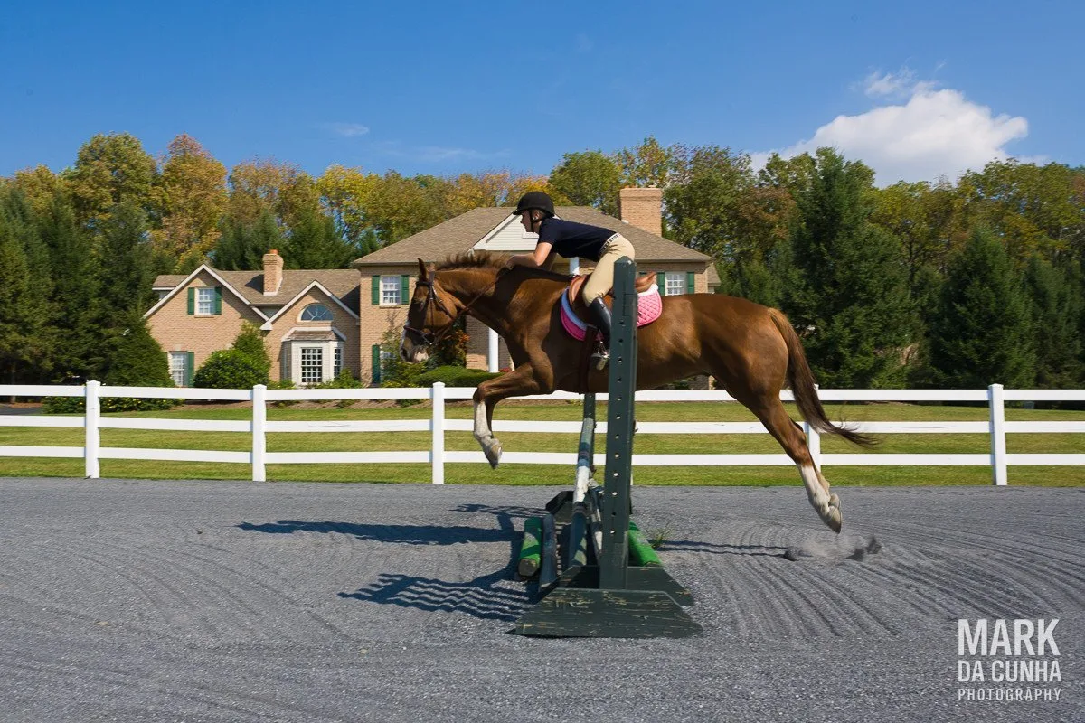 Equestrian horse Photography